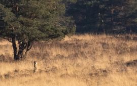 Wolf op de Soerense Hei LOCATIE NIET BEKEND MAKEN