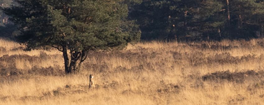 Wolf op de Soerense Hei LOCATIE NIET BEKEND MAKEN