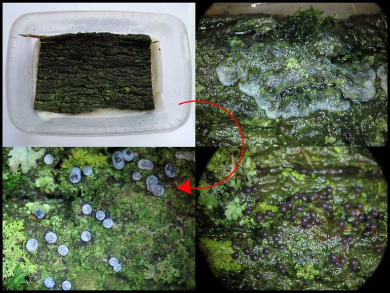 Ontwikkeling van Roodvoetkalknetje (Badhamia panicea) op schors in een kweekbak, plusminus 2 millimeter hoog