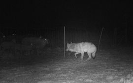 Effectieve afrasteringsmaatregelen weren Veluwse wolf