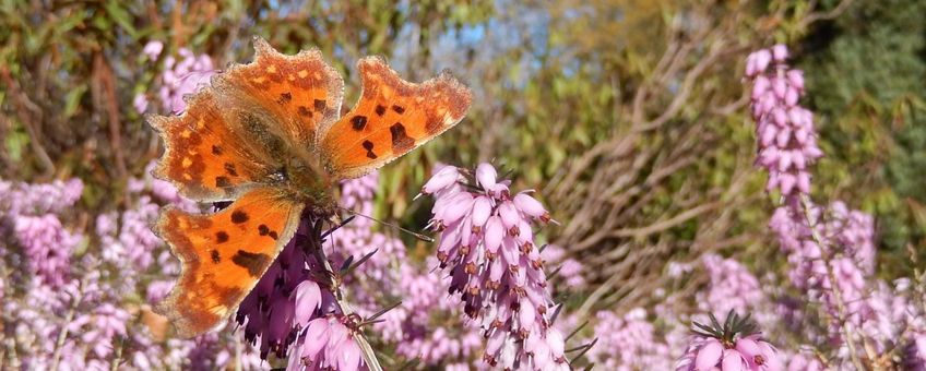 Gehakkelde aurelia op winterheide