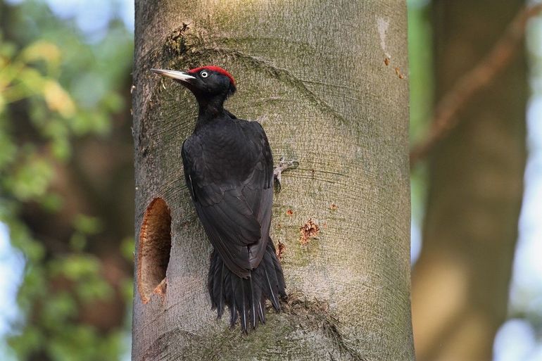 Zwarte spechten hakken hun nest uit in bomen met een gladde bast, vaak beuken. Met hun staart leunen ze tegen de stam