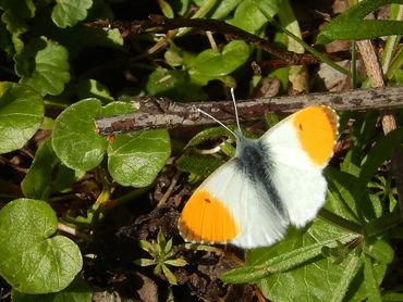 Al in de eerste helft van maart vlogen de eerste oranjetipjes. Deze foto is van de eerste lentedag, 21 maart 2026