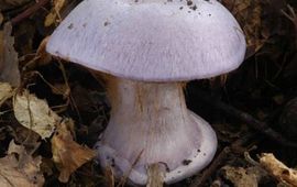 Cortinarius terpsichores
N.J.Dam