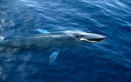 Richard McLanaghan / © IFAW gewone vinvis