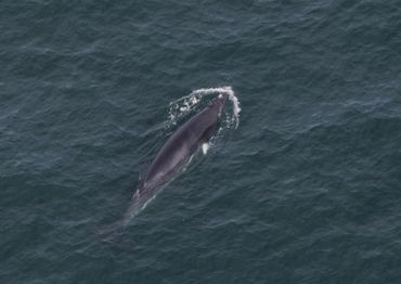 Minke whale