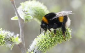 Hommelkoningin op wilgenkatjes (Bombus terrestris)