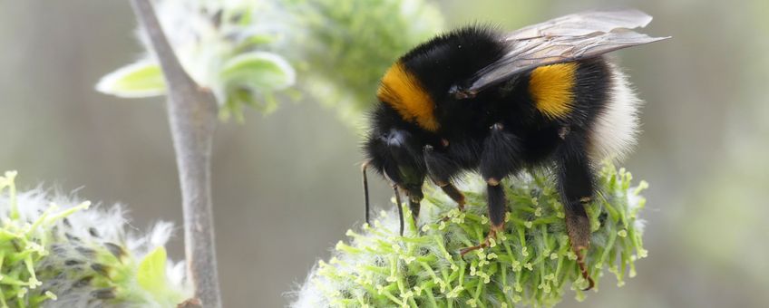 Hommelkoningin op wilgenkatjes (Bombus terrestris)