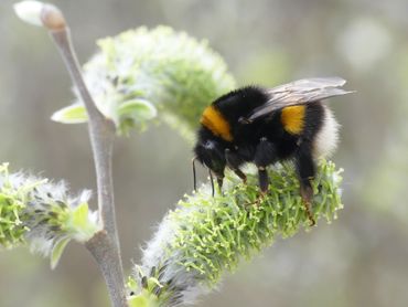 De veldhommel blijkt sterker opgewassen tegen het winsterse weer dan gedacht