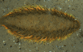 fluwelen zeemuis, Aphrodite aculeata
