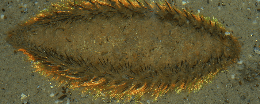 fluwelen zeemuis, Aphrodite aculeata
