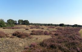 Droge heide