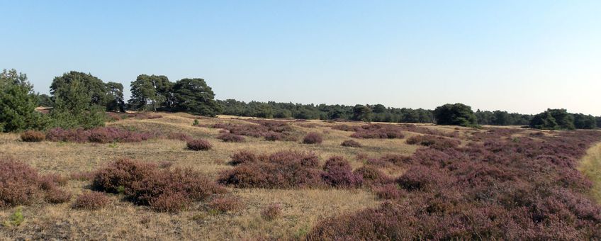 Droge heide