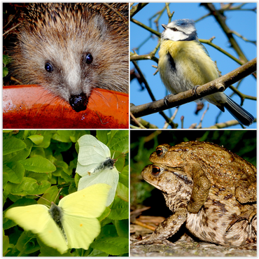 Zoogdieren, vogels, vlinders en amfibieën doen mee in de telling van kroeg tot kraamkamer