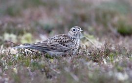 Alauda arvensis. Veldleeuwerik