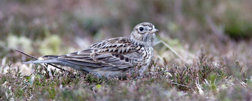 Alauda arvensis. Veldleeuwerik