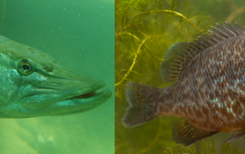 Bas Kers (snoek) en Paul van Hoof (zonnebaars) Snoek en zonnebaars