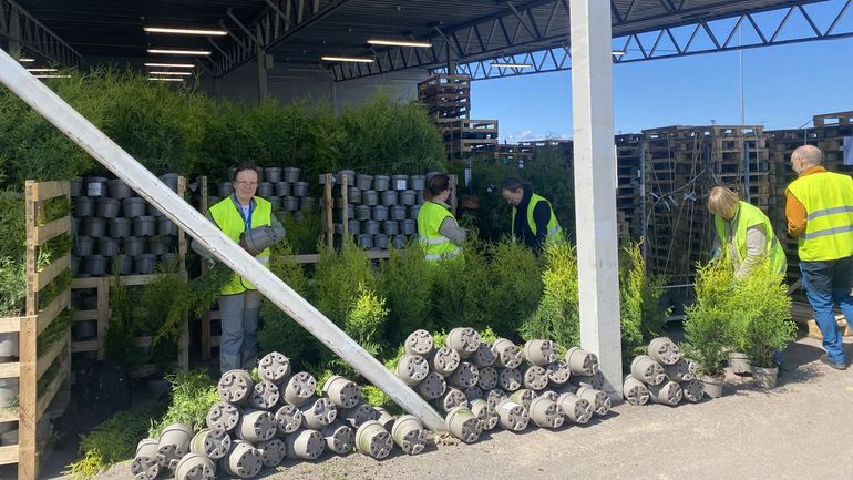Bij handmatige inspectie worden de planten &eacute;&eacute;n voor &eacute;&eacute;n uit de pot gehaald en ge&iuml;nspecteerd