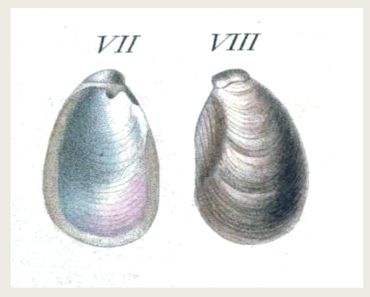 Het inwendig in het mantelschild van Drusia valencienni gelegen schelpje. Binnenkant links, buitenkant rechts; afmetingen tot maximaal 17 x 10 millimeter