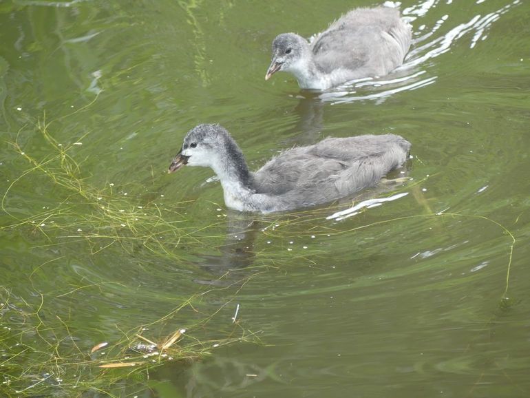 Meerkoetjongen kunnen de hele dag door piepen en bedelen om m&eacute;&eacute;r!