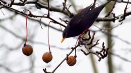 Merel in Vaantjesboom in Leidse Hortus
