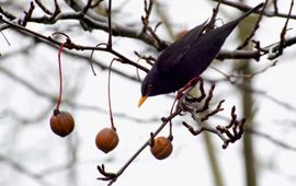 Merel in Vaantjesboom in Leidse Hortus