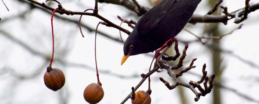 Merel in Vaantjesboom in Leidse Hortus