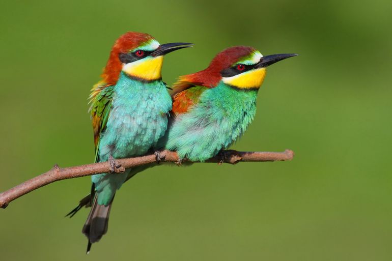 Bijeneters danken hun naam aan het feit dat ze graag angeldragende insecten eten