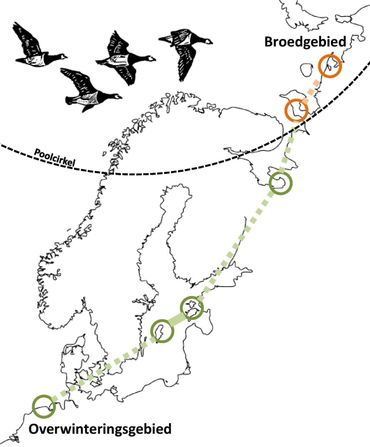 Overwinterings- en broedgebied van de brandgans