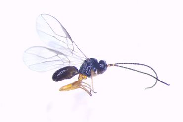 Opius sp. parasiteert op mineervliegen