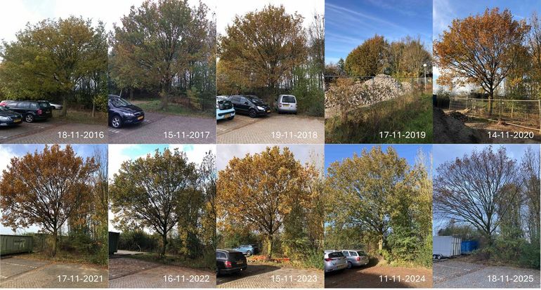 Figuur 6: Stand van bladverkleuring en bladval van een zomereik op de campus van Wageningen University rond 17 november in de jaren 2016 tot en met 2025. Dit jaar is de bladval het verst gevorderd