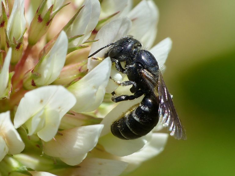 De zwartgespoorde houtmetselbij is in 2018 voor het eerst in de regio gevonden