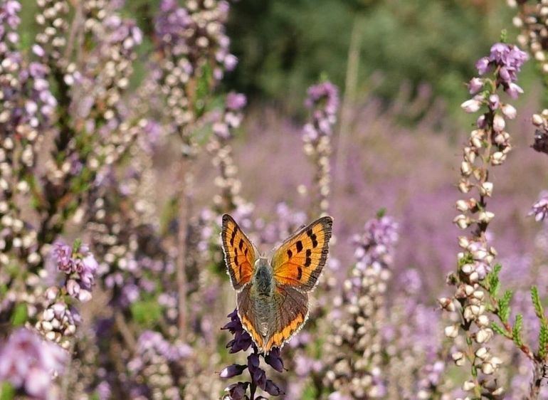 Vuurvlinder op de Brunssummer Heide