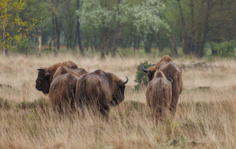 In steeds meer gebieden keren de grote landschapsvormers terug, met in hun kielzog een grote variatie aan planten en dieren