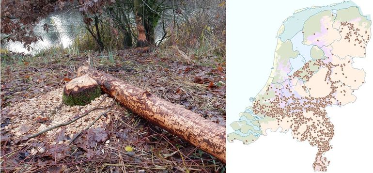 De waarnemingen van de bever in 2025. Inmiddels is een flink deel van Nederland bezet