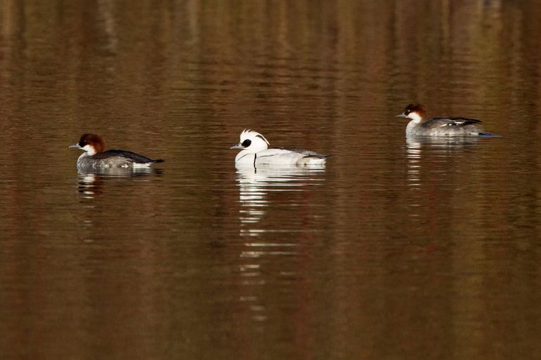 Minder nonnetjes overwinteren in Nederland door de milde winters