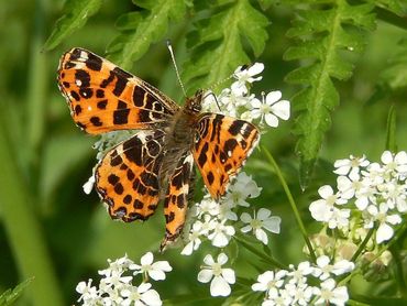 Landkaartjes zijn gek op nectar uit fluitenkruid