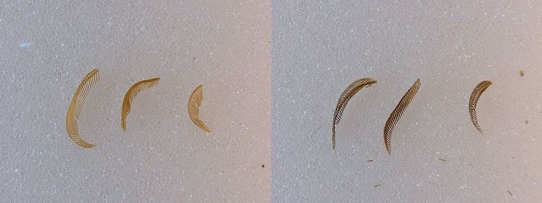 Links antennen van dennenprocessievlinder. Rechts ter vergelijking antennen van de eikenprocessievlinder