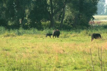 Waterbuffelkoe met kalf