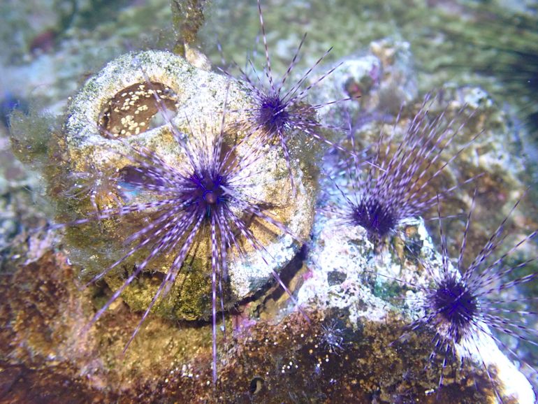 Sea urchin Diadema antillarum