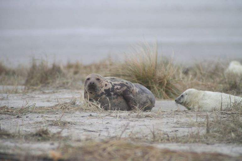 Grijze zeehond met pup