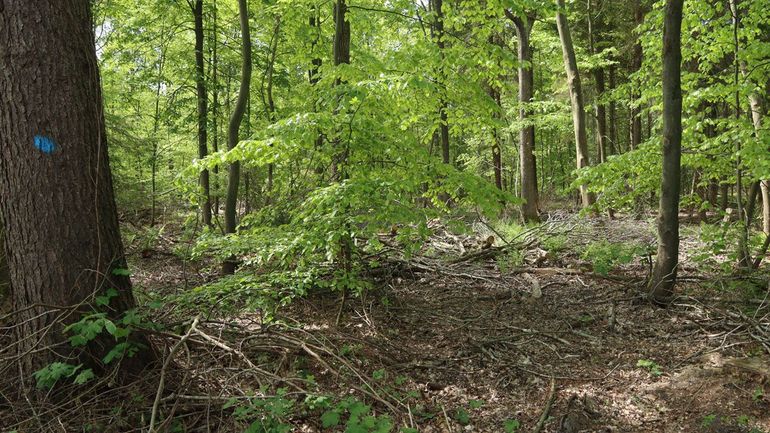 De blauwe stip betekent dat deze boom zo lang mogelijk blijft staan als ‘toekomstboom’ en de ruimte krijgt om nog dikker te worden