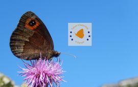 Kars Veling Future4Butterflies herfsterebia primair 4