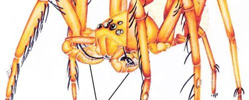 Habitus of 'algemeen uitzicht' van mannelijke gekke-ogen spin
