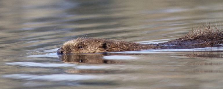 Een zwemmende bever laat maar een heel klein stukje van zichzelf zien