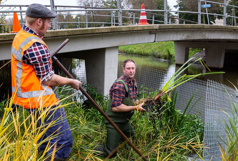 Verwijdering van de Smalle theeplant