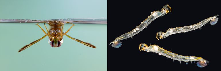 Aquatische insecten kunnen zowel als volwassen insect (imago) als als larve in het water leven. Links: waterwants Notonecta glauca, rechts larve van de pluimmug Chaoborus crystallinus