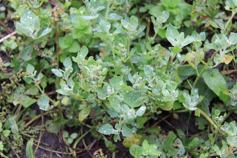 Stinkende ganzenvoet, met kleine bloemetjes