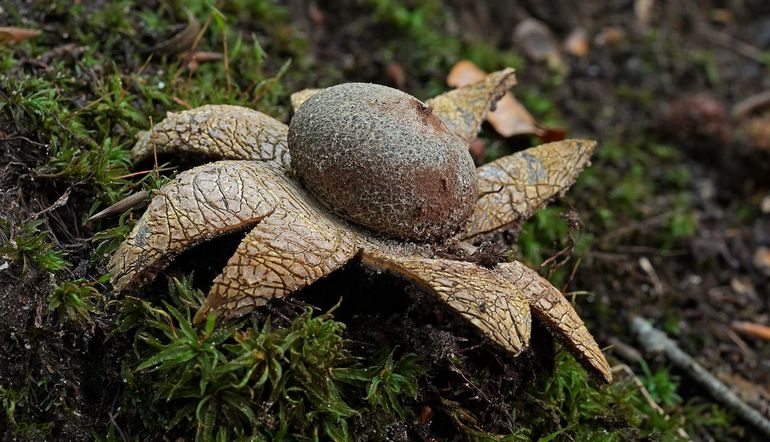 Weerhuisje (Astraeus hygrometricus)