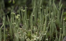 Cladonia gracilis, Girafje